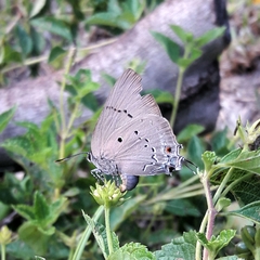 Parrhasius polibetes