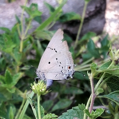 Parrhasius polibetes