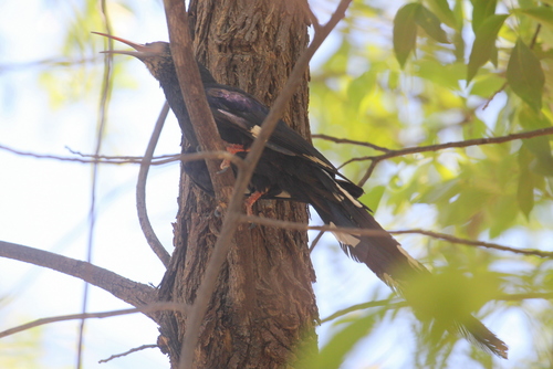 Violet Wood Hoopoe (Phoeniculus damarensis), photo 10