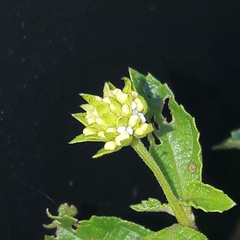 Parrhasius polibetes