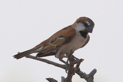 Passer motitensis