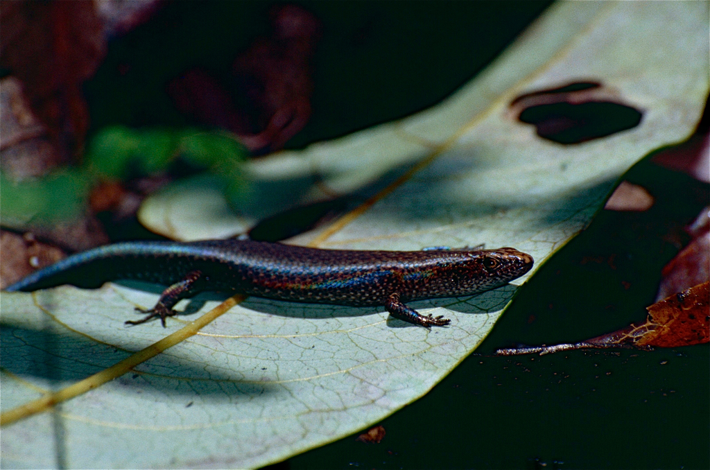 Southern Rainforest Sunskink