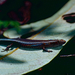 Lampropholis similis - Photo (c) Bernard DUPONT, μερικά δικαιώματα διατηρούνται (CC BY-SA)