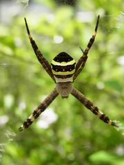 Argiope amoena