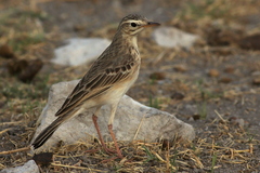 Anthus cinnamomeus
