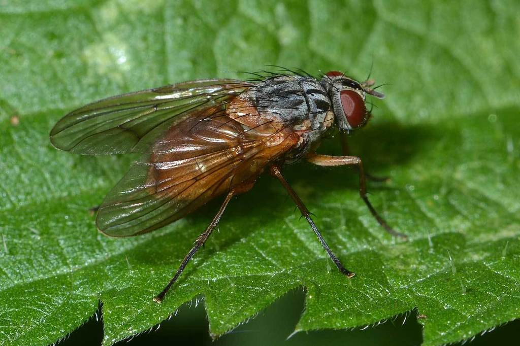 Phaonia rufiventris