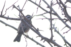 Emberiza tahapisi nivenorum