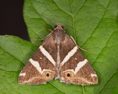 Grammodes pulcherrima