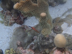 Labroides rubrolabiatus