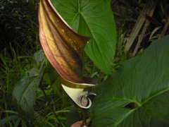 Urospatha friedrichsthalii