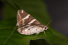 Grammodes pulcherrima