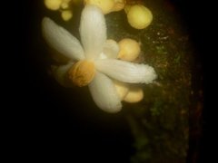 Carpotroche platyptera