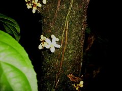 Carpotroche platyptera