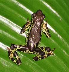 Atelopus spumarius
