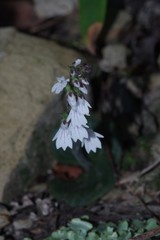 Holothrix orthoceras