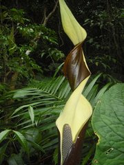 Urospatha friedrichsthalii