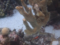 Labroides rubrolabiatus