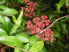 Cissus microcarpa