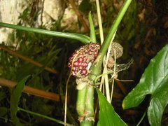 Anthurium pentaphyllum
