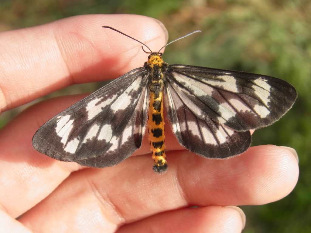 Cystidia truncangulata