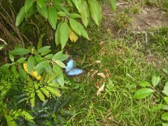 Morpho helenor peleides