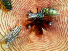 Cochliomyia
