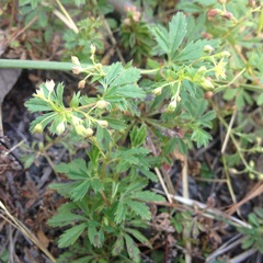 Alchemilla procumbens