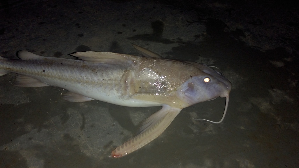 Centrodoras brachiatus