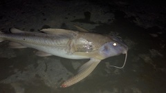 Centrodoras brachiatus
