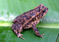 Incilius porteri