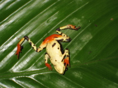 Atelopus spumarius