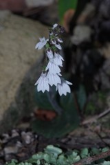 Holothrix orthoceras