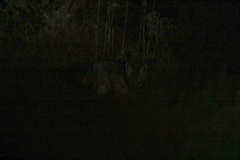 Urocyon cinereoargenteus californicus