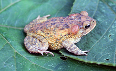 Incilius porteri