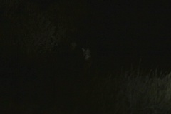 Urocyon cinereoargenteus californicus