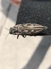 Chalcophora georgiana