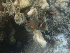 Plectroglyphidodon dickii