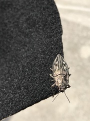 Chalcophora georgiana