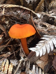 Hygrocybe procera