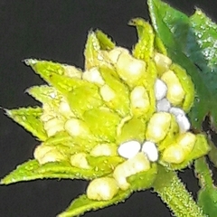 Parrhasius polibetes