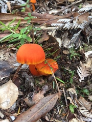 Hygrocybe procera