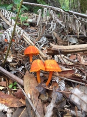 Hygrocybe procera