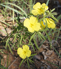 Oenothera berlandieri