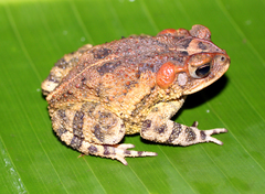 Incilius porteri