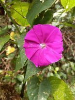 Ipomoea dumosa