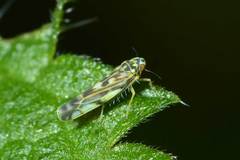 Eupteryx urticae