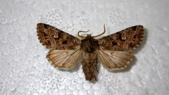 Pachetra sagittigera