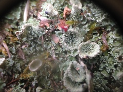 Cladonia pleurota image