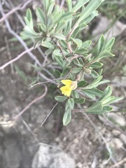 Crocanthemum glomeratum