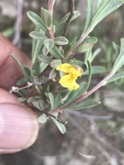 Crocanthemum glomeratum